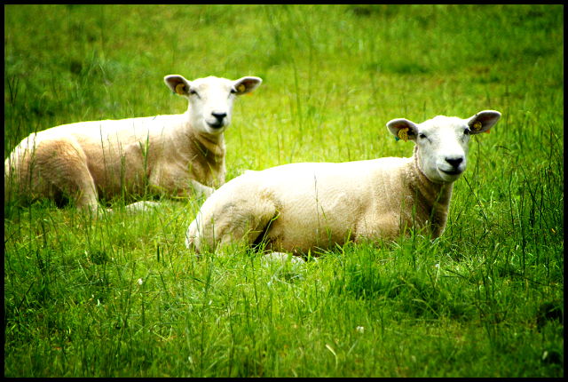 2 moutons blancs