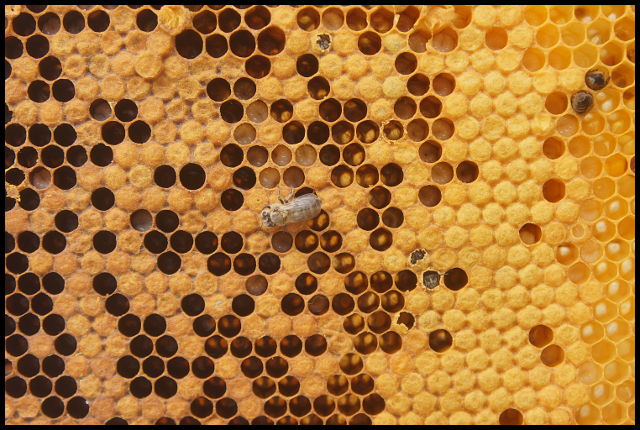 naissance abeille