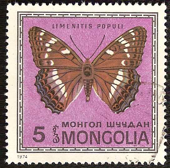 papillon-limenitis-populi