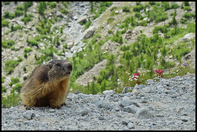 marmotte