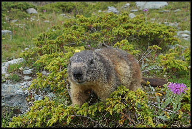 marmotte