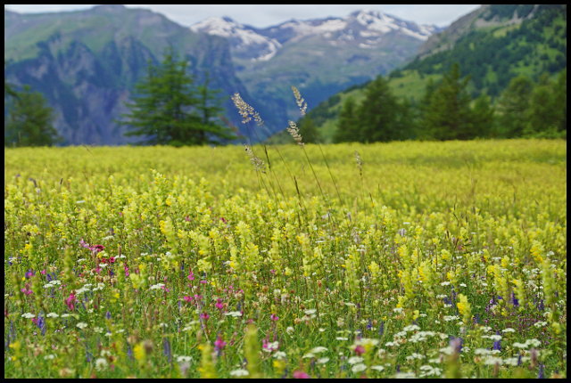 plateau fleuri