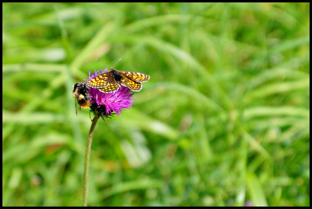 abeille papillon