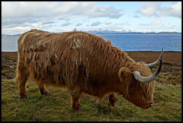 highland