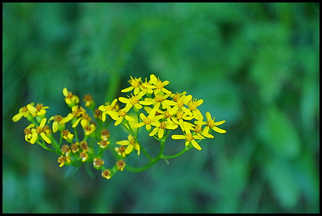 des fleurs en cadeau