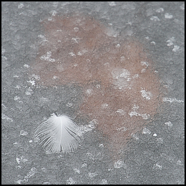 plume sur la glace
