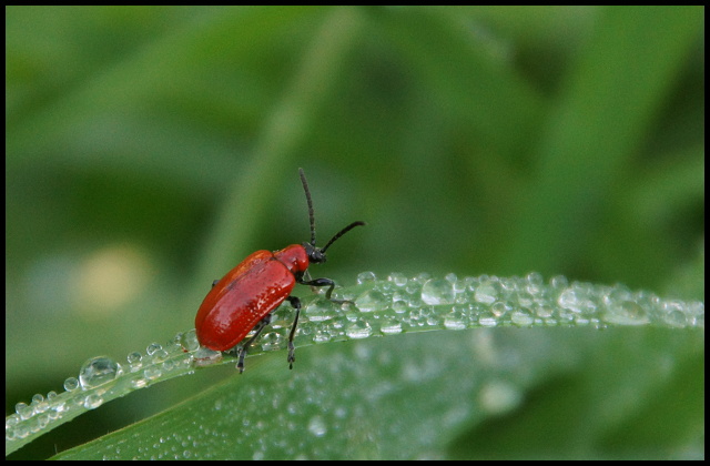 lilioceris lilii