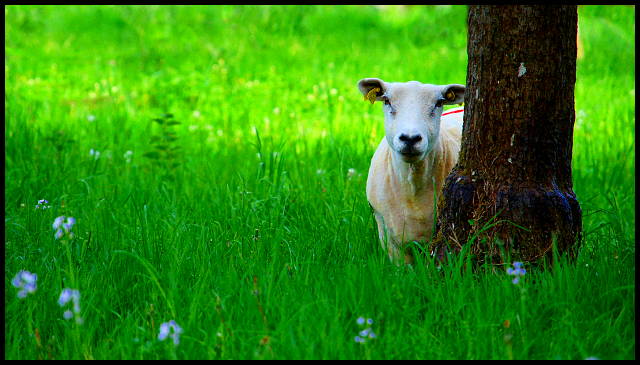 mouton2_640.jpg
