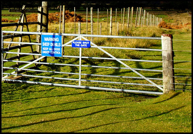 warning sheep on hills